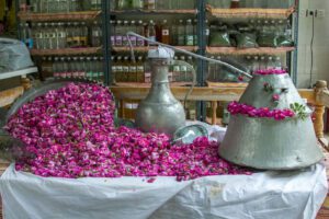 گلابگیری قمصر کاشان